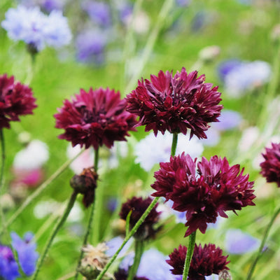 A group of dark purple Cornflower 'Black Ball' blooms with silver stems in a garden setting, with other flowers in the background.