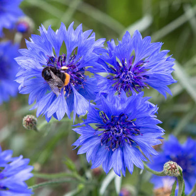 Blue cornflower with a bee on a green background