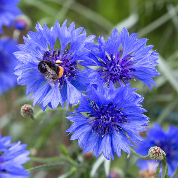Blue cornflower with a bee on a green background