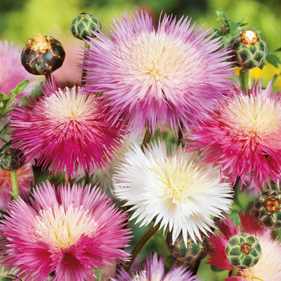 Close-up of pink and white flowers with green buds against a blurred natural background