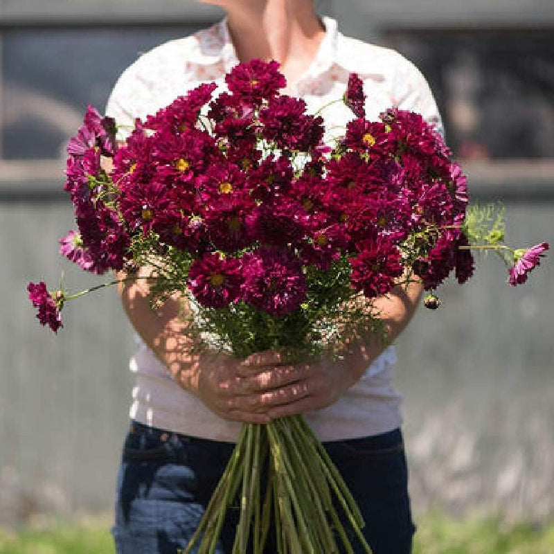 A person holding a bouquet of cranberry-colored Cosmos Double Click flowers.