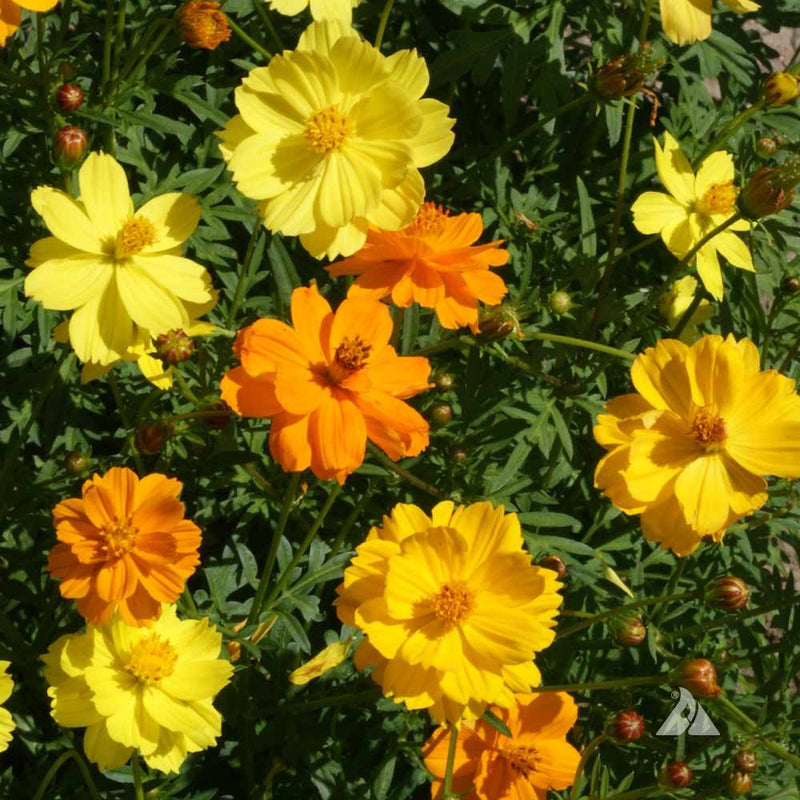 Close-up of yellow and orange flowers with green leaves