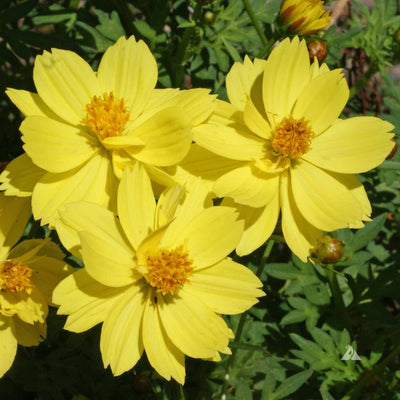 Close-up of bright yellow flowers with green leaves in the background