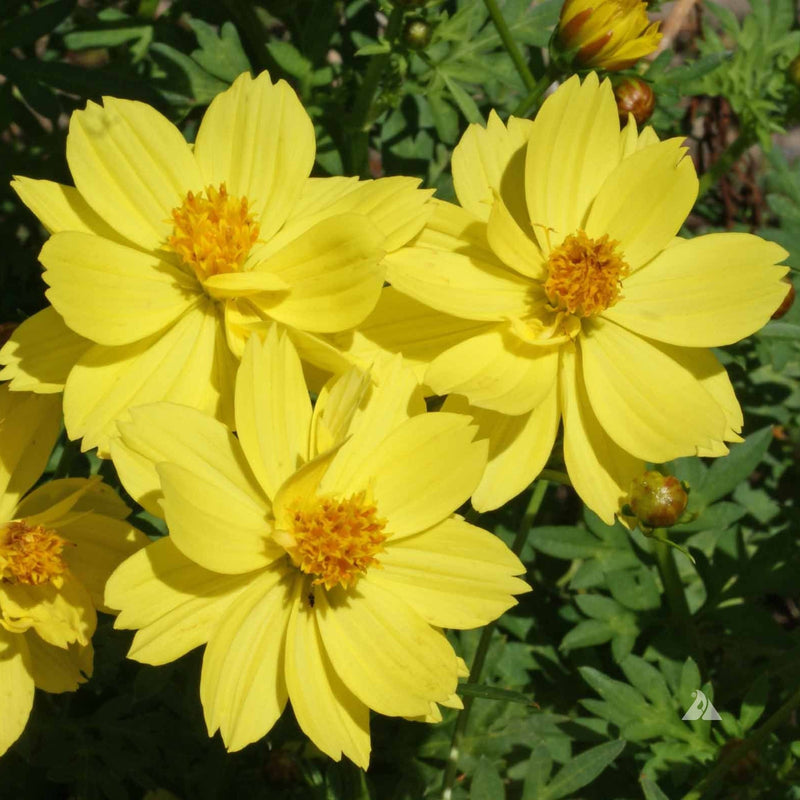 Close-up of bright yellow flowers with green leaves in the background