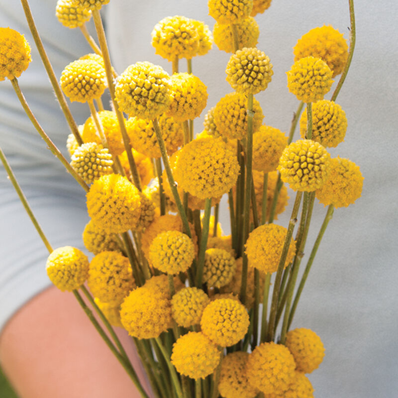 A bunch of yellow Craspedia Sun Ball flowers with long stiff stems, held by a hand.