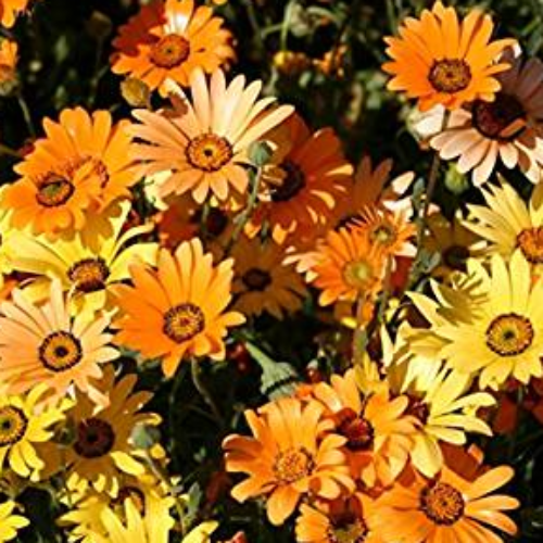 A vibrant collection of African daisy flowers in shades of white, yellow, and orange.