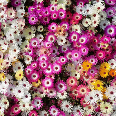 Brightly colored and drought-tolerant, this prolific bloomer is a frost tender annual that thrives in warm, sunny and arid conditions. An ideal and prolific ground cover in the American Southwest, Livingstone Mix offers a range of bright colors and low maintenance convenience.