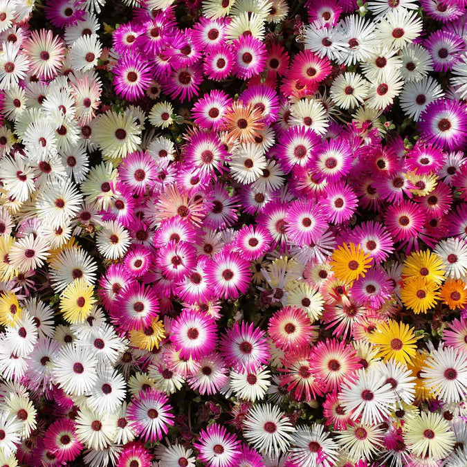 Brightly colored and drought-tolerant, this prolific bloomer is a frost tender annual that thrives in warm, sunny and arid conditions. An ideal and prolific ground cover in the American Southwest, Livingstone Mix offers a range of bright colors and low maintenance convenience.