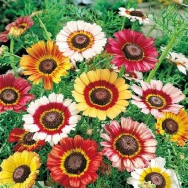 A vibrant garden of Painted Daisies with flowers in bright shades of yellow, red, and white, surrounded by green foliage.