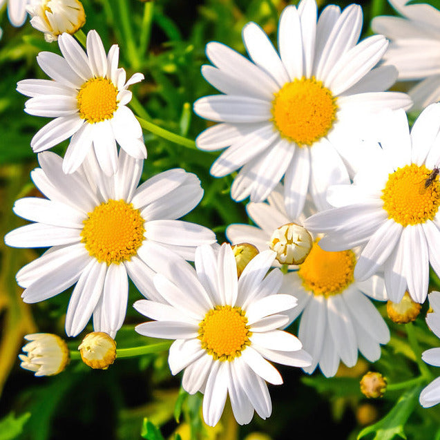 A close-up image of white Shasta daisies with yellow centers.