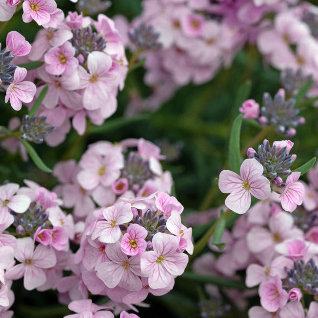 A close-up image of Dame&