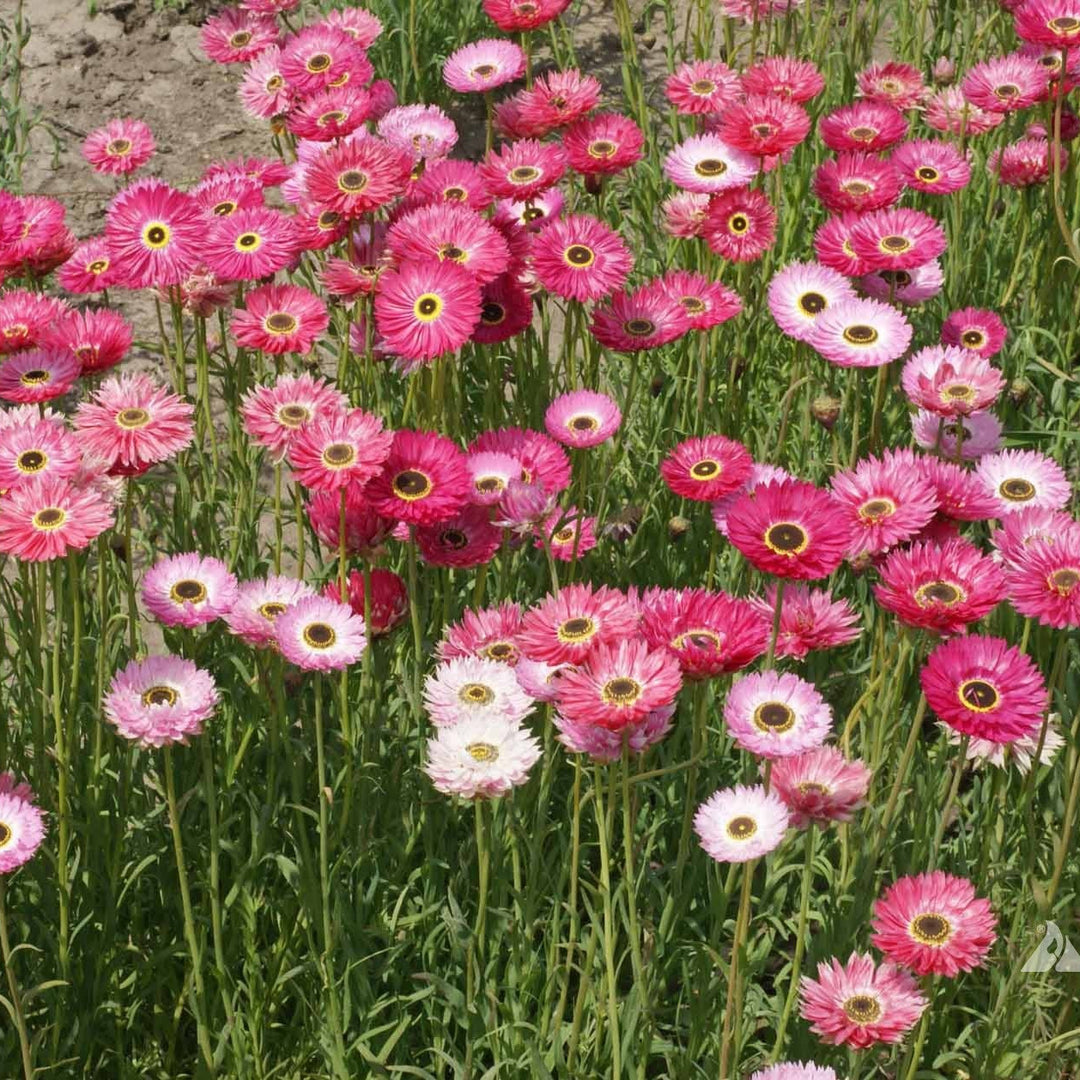Flower Daisy Paper 500 Non-GMO, Open Pollinated Seeds