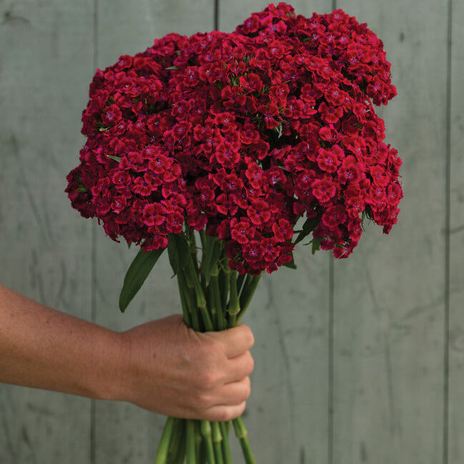 A hand holding a bunch of vibrant red Dianthus Barcelona flowers with a grey background.