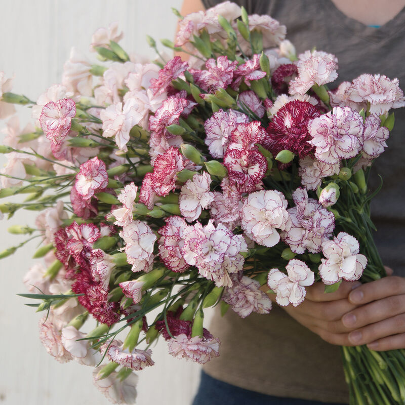 A hand holding a bunch of Dianthus Chabaud Benigna flowers with white to creamy white petals and a rose-colored edge.