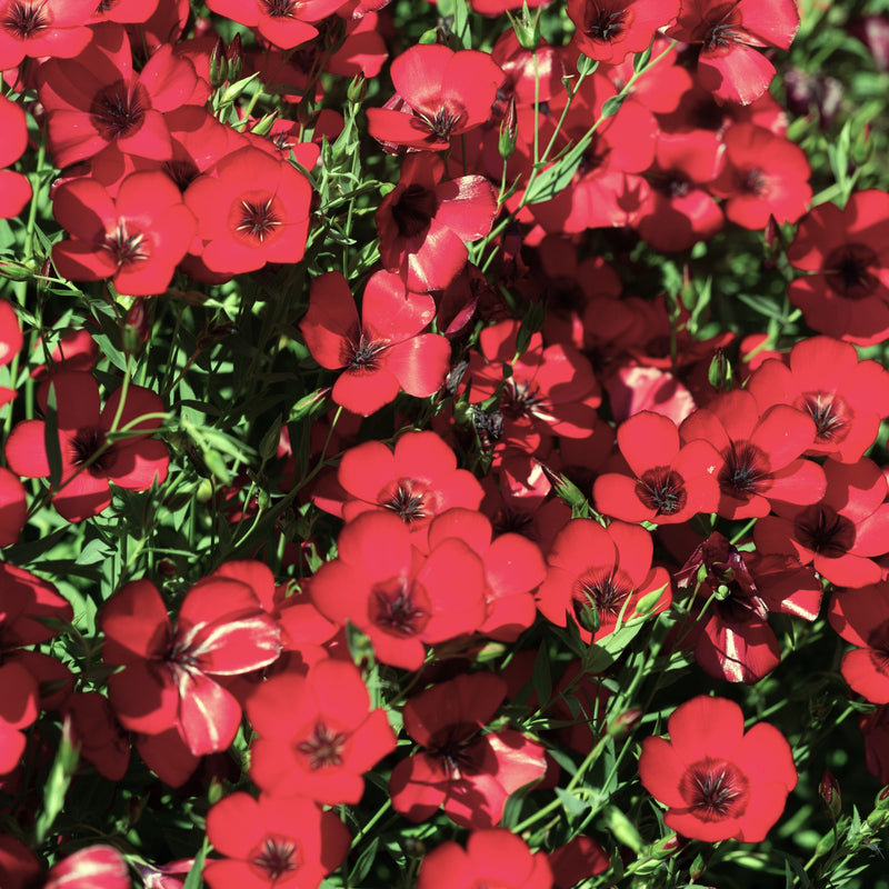 A close-up image of scarlet flax flowers with a green foliage in the background.