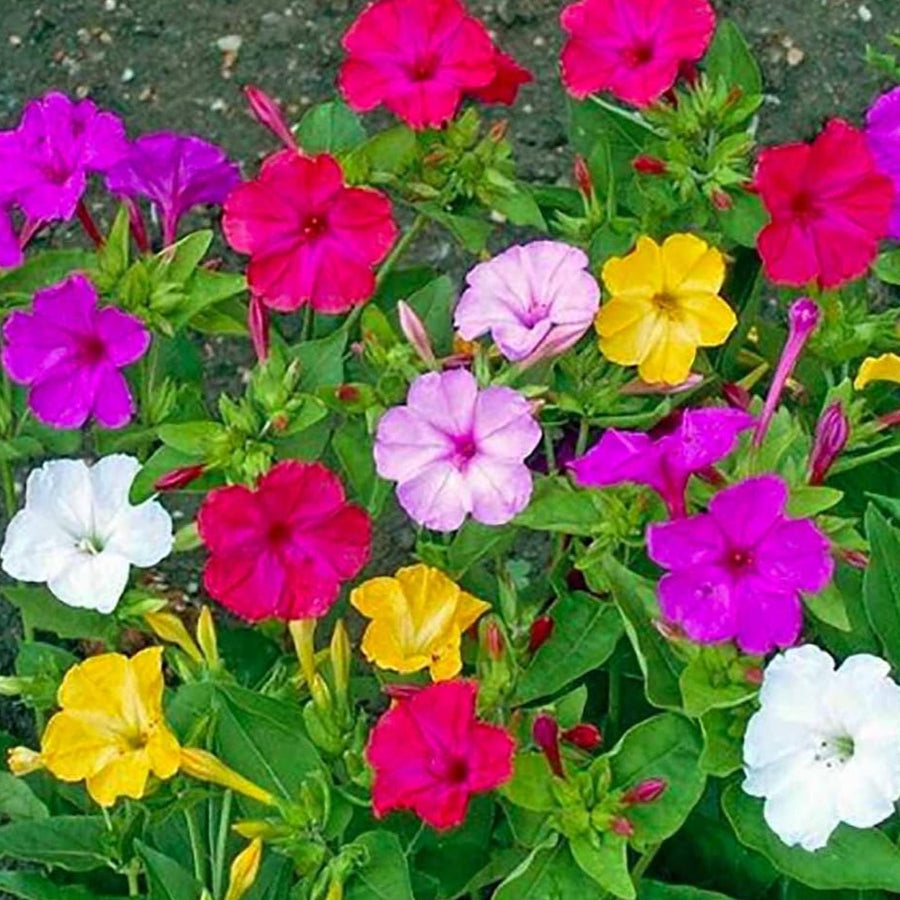 ピンク！「菜々緒/FOUR O'CLOCK」 Four o'clock flowers #gardeninginmyyard - YouTube