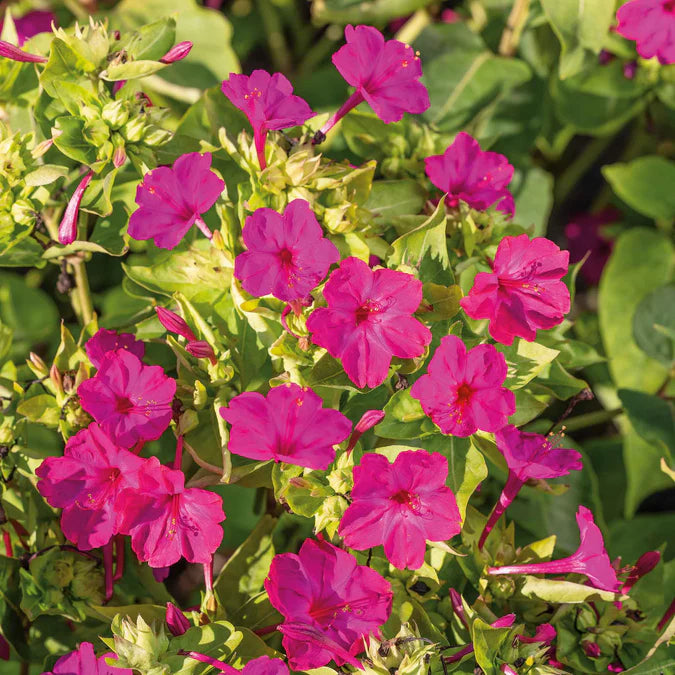 Close-up of bright pink flowers with green leaves