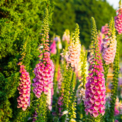  Foxglove is a tall, elegant flower that produces lovely tubular flowers of alternating color. It is particularly cherished by those gardeners looking to add reliable color to moist, shady areas – an environment in which Foxglove – and little else - thrives! Blooms in about 90 days. <span class="a-list-item" data-mce-fragment="1">Germination rate about 70% or better</span>. 