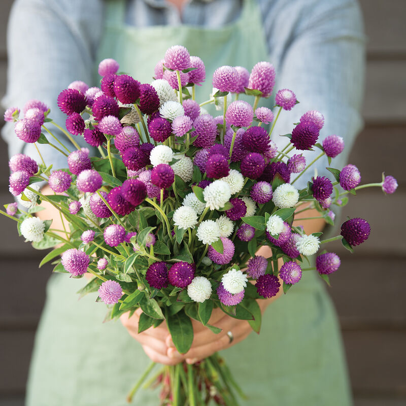 David's Garden Seeds Gomphrena Audray Mix