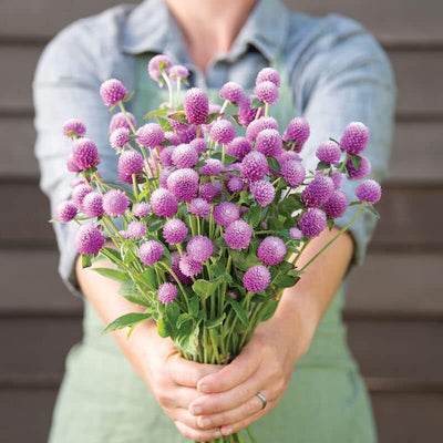 A person holding a bouquet of pink Gomphrena Audray flowers with green foliage.