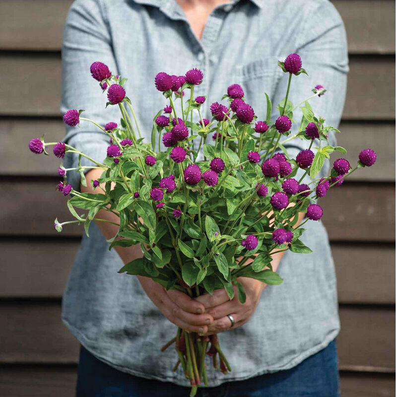 Preferred series for tall, uniform plants and stems.
Audray Purple-Red is very similar to QIS™ Purple in terms of productivity and the bloom color is identical. Slightly later to flower and taller than QIS Purple.1 1/2" blooms. Also known as globe amaranth and common globe amaranth.
    Plant Height: 18–28"