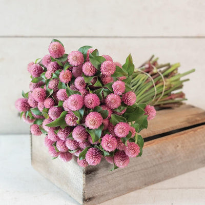 Gomphrena in a glowing, creamy raspberry color. Uniform, productive plants. Very similar to Pink but with a darker, richer color. with 1 and 1/2 inch blooms. Also known as globe amaranth and common globe amaranth.