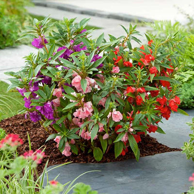 These Impatiens will produce numerous and beautiful large flowers on a more compact plant than the other varieties.&nbsp;
Prolific bloomers with a compact growth habit
Annual; intricate flowers and lush foliage
Easy to grow; Summer blooming
Adaptable to both sun and partial shade