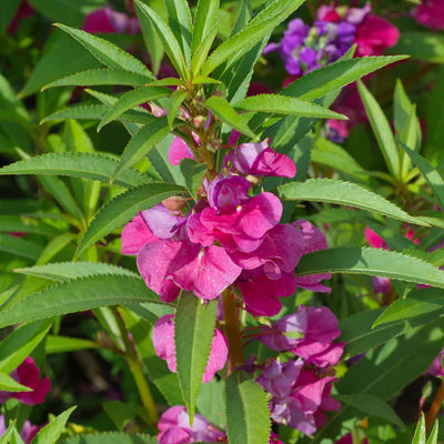 Big, luscious blossoms are a hallmark of this classic heirloom and our Carmine selection is no exception to the rule. Large, double blooms cover this bushy plant throughout the summer. Impatiens balsamina are easy to establish from seed and well known for reseeding year after year.