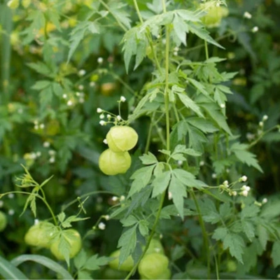 Green fruits on a plant with a blurred green background