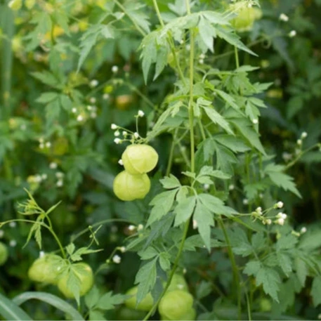 Green fruits on a plant with a blurred green background