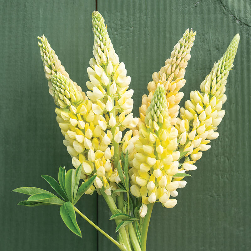 Bouquet of yellow lupine flowers against a green background