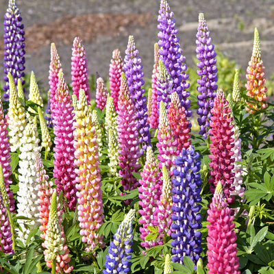 A group of vibrantly colored lupine flowers, featuring a variety of colors such as pink, purple, white, and blue, growing in a garden.