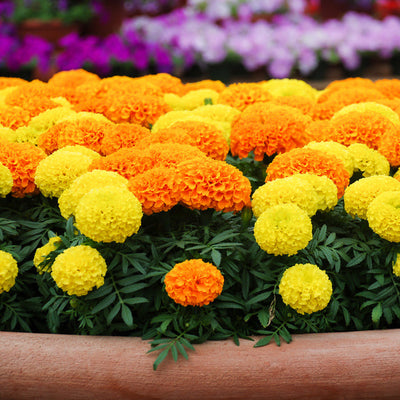 A garden bed with a vibrant mix of African Marigold flowers in yellow and orange colors.