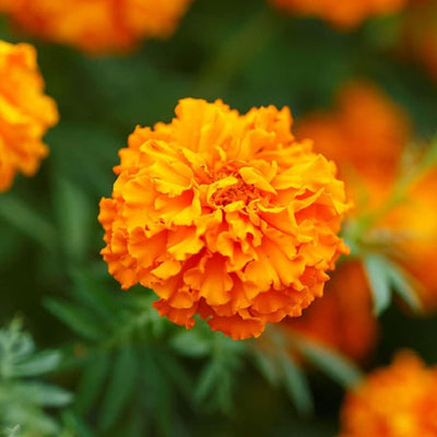 Close-up image of an orange African Marigold flower with a blurred background.
