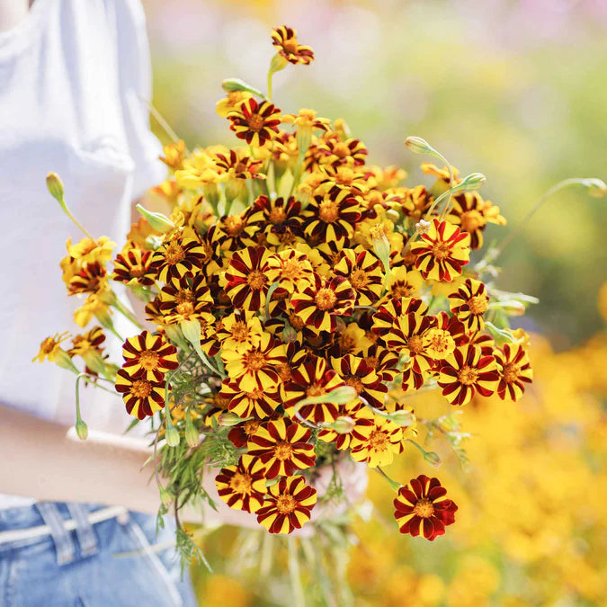 French Marigold Seeds Court Jester is easy to see where this fun little bloom gets its name!
Reminiscent of the striped costumes of the sprightliest member of the court, our Court Jester French Marigolds feature a bold red/brown and yellow pattern.
A perfect companion for vegetable or herb plantings since they repel many insects including the squash vine borer.