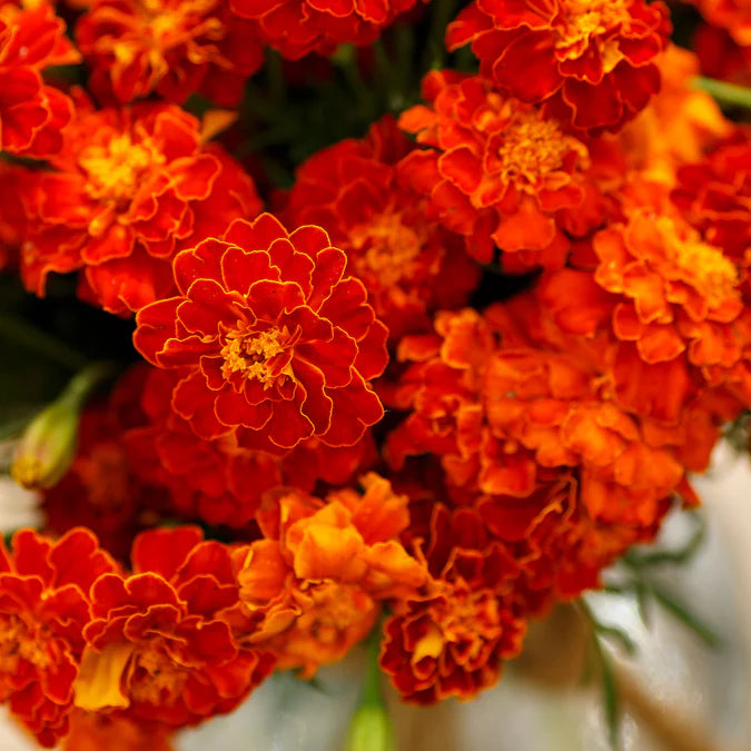 French Marigold Seeds Red Cherry a very early flowering variety of the ever popular French Marigolds. Red Cherry features a mahogany red bloom with a golden eye.

A perfect companion for vegetable or herb plantings since they repel many insects including the squash vine borer.

French Marigolds are also wonderful in borders and containers.