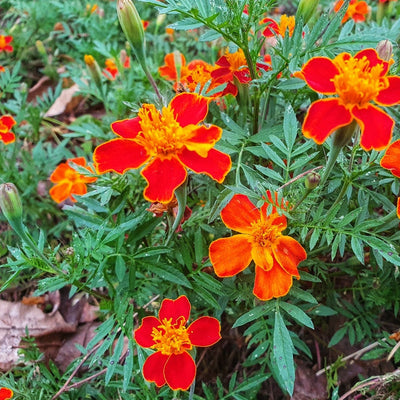 A photo showing a group of marigold flowers with orange and yellow petals.