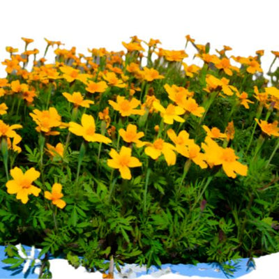 A bed of bright orange marigold flowers with green foliage.