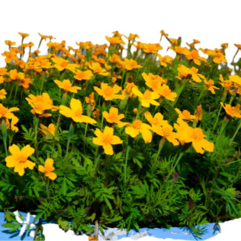 A bed of bright orange marigold flowers with green foliage.