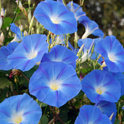 A cluster of vibrant blue morning glory flowers with bright white centers.