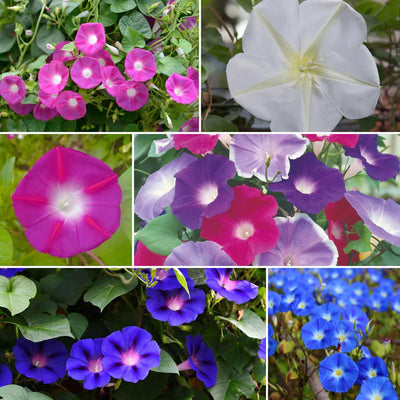 Collage of purple, white, and blue flowers with green leaves.