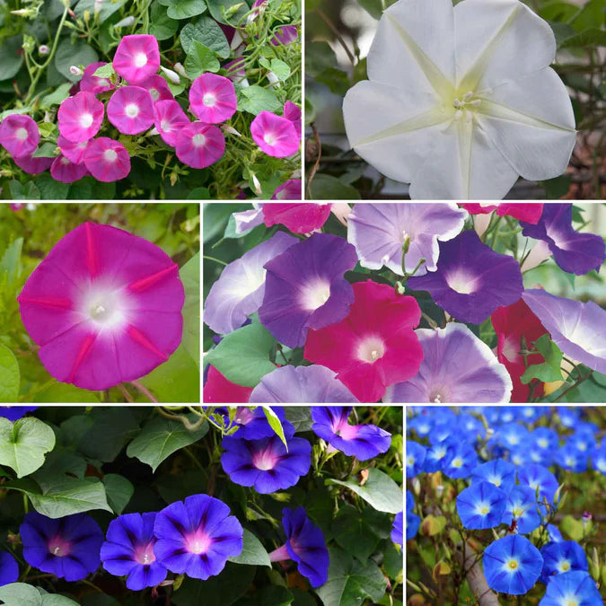 Collage of purple, white, and blue flowers with green leaves.