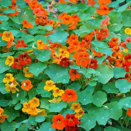 A garden bed with a vibrant mix of nasturtium flowers in shades of orange, yellow, and red, with green leaves.