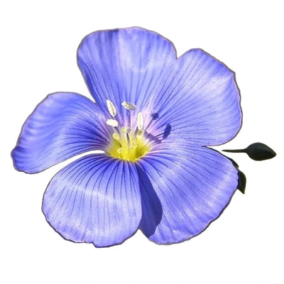 A close-up image of a blue flower, likely a native American annual flax, with a vibrant blue petal and a yellow center.