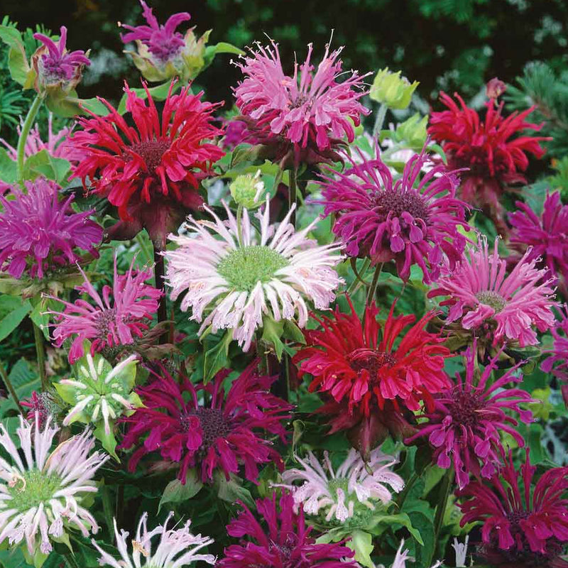 A vibrant mix of red, pink, and purple bee balm flowers, with green foliage.