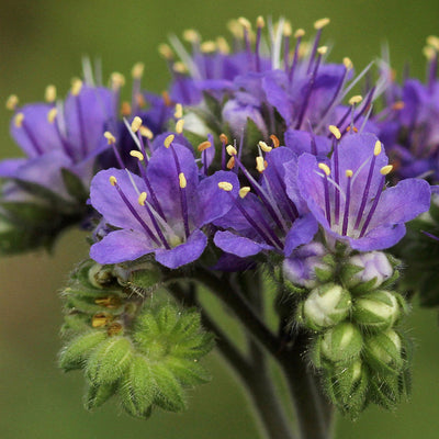 Blue Curls is also called Spike Phacelia, Spiderflower and Fiddleneck, Blue Curls can be found in roadside ditches in Texas, New Mexico, Arizona and Mexico. Blue curls is a leafy annual or biennial which grows 1 to 3 feet tall.
Its purple to lavender-blue, bell-shaped flowers, deeply lobed at the rim, have conspicuously protruding stamens.
The flowers are numerous, in slender, coiled clusters which uncurl as the buds develop. Leaves are soft and deeply cut, appearing ragged-looking.