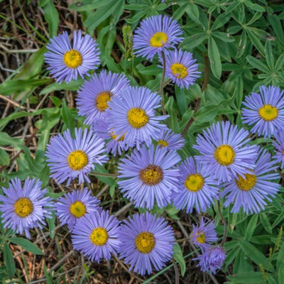 Native American Daisy Tahoka is a purple, thin-petaled flower with a brilliant yellow center. Open spreading plants to 40 inches tall.


Sow this seed thickly to allow for a succession of blooms for a six-month period. Single plants may be in flower for two months then go to seed. They look great on a rocky slope.