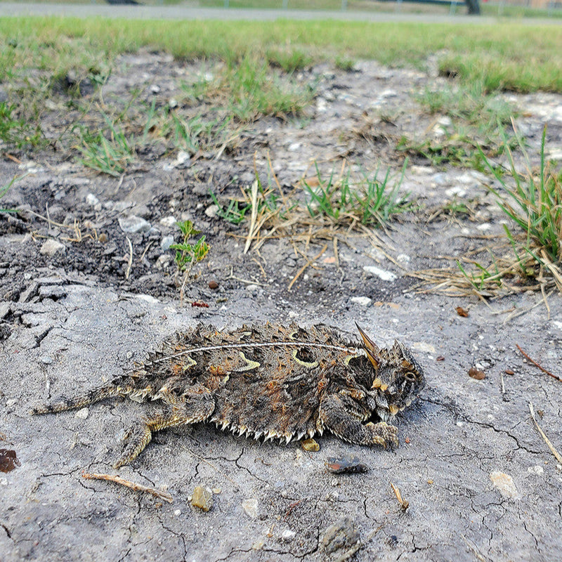 Horned Lizard Habitat Mix is a native plant EcoSystem in a Bag™ seed mix of 74 species and ecotypes of cool-season and warm-season native wildflower and prairie grass species of the Southern Great Plains, so you can plant in either spring or fall. Many of the 31 native grass species in the mix will germinate in the warm season while a good deal of the 43 wildflowers will germinate in the cool season.