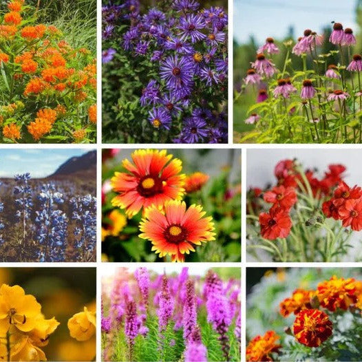 A collage of various flowers that are part of the Native American Mix for Monarchs, showcasing a variety of colors and types.