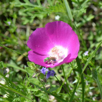 Wine Cup is a perennial growing 8-20 inches tall, depending on moisture and soil, with gray-green stems. Leaves are alternate, basal leaves having stems about as long as the leaf; leaves are coarsely lobed or scalloped to deeply 5-lobed. There are few leaves on the upper part of the stem. Flowers have 5 petals, cup-shaped at first and opening out nearly flat as the flower matures. They are violet to red-violet, sometimes white, 1-2 inches across. The stamens and pistil form a conelike structure in the cente